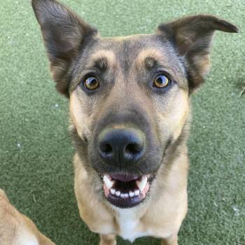 Daisy -  Mixed Breed Dog for Adoption in Providence, Rhode Island - Daisy | PetCurious