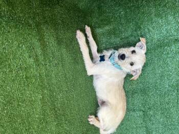 Jasper -  Chihuahua and Terrier Dog for Adoption in San Diego, California - Jasper | PetCurious