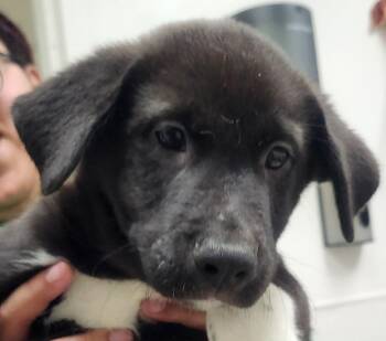 Labrador Retriever Dogs Available for Adoption - Schroder | PetCurious