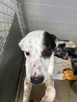 Treeing Walker Coonhound Dogs Available for Adoption in Bryan, Ohio - Harley | PetCurious