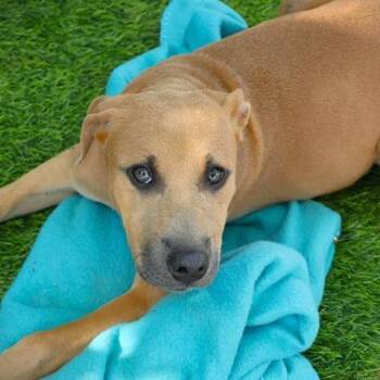 Marsha -  Black Mouth Cur and Mixed Breed Dog for Adoption in Hopkinton, Massachusetts - Marsha | PetCurious