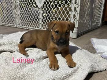 Rescue Australian Cattle Dog Blue Heeler and Shepherd Dogs for Adoption - Lainey | PetCurious