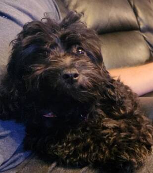 KeeKee (#352) -  Aussiedoodle Dog for Adoption in Twin Lakes, Wisconsin - KeeKee (#352) | PetCurious