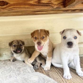 Lil Peaches -  Australian Shepherd and Mixed Breed Dog for Adoption in Wadena, Minnesota - Lil Peaches | PetCurious