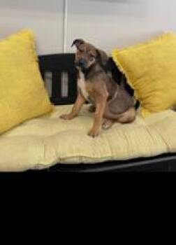 Sue -  Terrier and Shepherd Dog for Adoption in Cashiers, North Carolina - Sue | PetCurious
