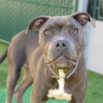 Pit Bull Terrier and Mixed Breed Dogs Available for Adoption in Pasadena, California - Sadie | PetCurious