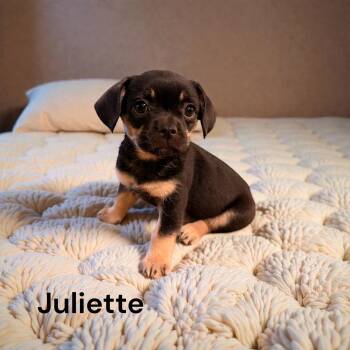 French Bulldog and Yorkshire Terrier Dogs Available for Adoption - Juliette | PetCurious