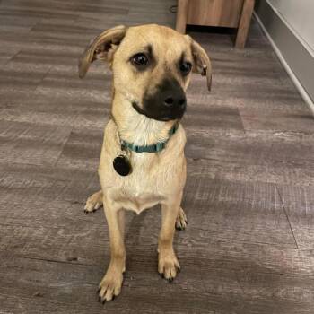 Mixed Breed Dogs Available for Adoption - Timmy Timon | PetCurious