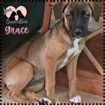 Labrador Retriever Dogs Available for Adoption in Gilbert, Arizona - Grace | PetCurious