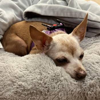 Sofa 14412 -  Chihuahua Dog for Adoption in San Francisco, California - Sofa 14412 | PetCurious