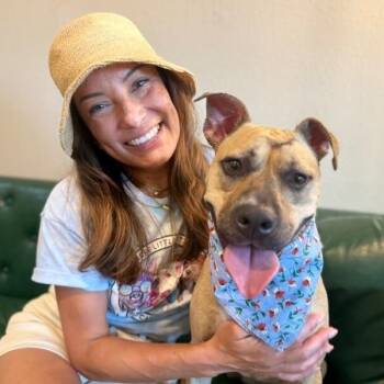 Rainie Baby the Pocket Sized Pittie Lady Loves to Play with the  -  Pit Bull Terrier Dog for Adoption in Friendswood, Texas - Rainie Baby The Pocket Sized Pittie Lady Loves To Play With The  | PetCurious