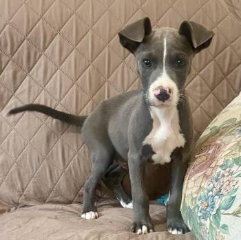 Costello - brother to Abbott -  Terrier and Mountain Cur Dog for Adoption in Horn Lake, Mississippi - Costello - Brother To Abbott | PetCurious