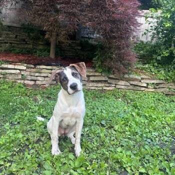 Lilac -  Terrier Dog for Adoption in Elmwood Park, Wisconsin - Lilac | PetCurious