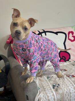 Pit Bull Terrier Dogs Available for Adoption - Hazel NJ | PetCurious