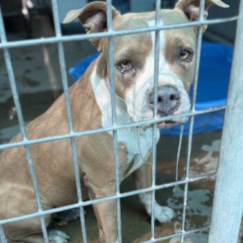 Rescue Terrier Dogs for Adoption in St. Louis, Missouri - Eloisa | PetCurious