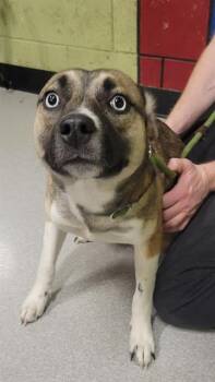 German Shepherd Dog and Mixed Breed Dogs Available for Adoption in Indianapolis, Indiana - DHARMA | PetCurious