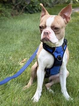 Rocco -  Boston Terrier Dog for Adoption in Oriskany, New York - Rocco | PetCurious