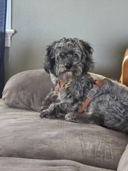 Poodle and Australian Shepherd Dogs Available for Adoption - MERLE | PetCurious