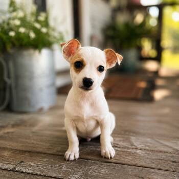 Johnny -  Chihuahua and Terrier Dog for Adoption in Humble, Texas - Johnny | PetCurious
