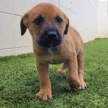 Butter Pecan 0659 -  Mixed Breed Dog for Adoption in Loxahatchee Groves, Florida - Butter Pecan 0659 | PetCurious