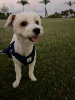 Timmy -  Morkie Dog for Adoption in Bradenton, Florida - Timmy | PetCurious