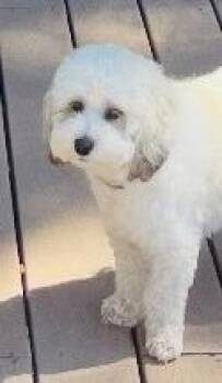 Carly -  Maltipoo Dog for Adoption in Lodi, California - Carly | PetCurious