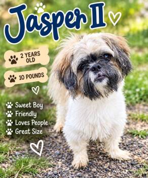 Jasper II -  Brussels Griffon Dog for Adoption in Fort Worth, Texas - Jasper II | PetCurious