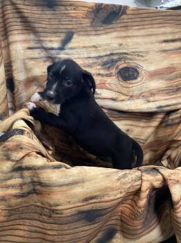 Loretta -  Mixed Breed Dog for Adoption in Minot, North Dakota - Loretta | PetCurious