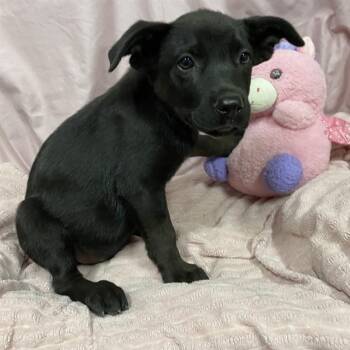 CHARLOTTE -  German Shepherd Dog and Mixed Breed Dog for Adoption in Modesto, California - CHARLOTTE | PetCurious