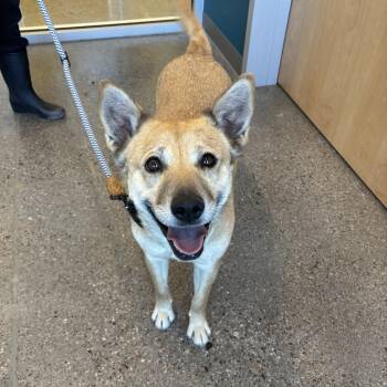 Ganja -  German Shepherd Dog Dog for Adoption in Phoenix, Arizona - Ganja | PetCurious
