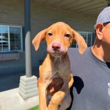 Pancho -  Mixed Breed Dog for Adoption in Bend, Oregon - Pancho | PetCurious