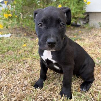 Swiss -  Pit Bull Terrier Dog for Adoption in Harlingen, Texas - Swiss | PetCurious