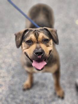 Rescue Mastiff and Mixed Breed Dogs for Adoption in Carthage, Missouri - Saffron | PetCurious