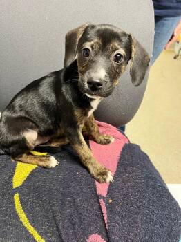 Sara -  Terrier Dog for Adoption in Hopkinsville, Kentucky - Sara | PetCurious