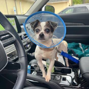 Chihuahua Dogs Available for Adoption in Waterford, New Jersey - KITKAT | PetCurious