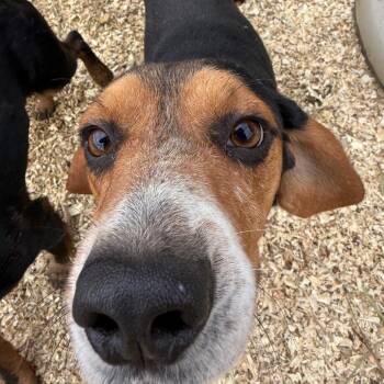 Beagle Dogs Available for Adoption - Creek | PetCurious