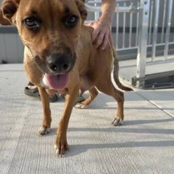 Terrier Dogs Available for Adoption in Cibolo, Texas - Sassy | PetCurious
