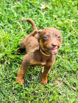 Chihuahua Dogs Available for Adoption in Houston, Texas - Ozzy Pawzborne | PetCurious