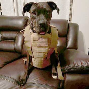 Tawny -  Boxer and Mixed Breed Dog for Adoption in West Islip, New York - Tawny | PetCurious