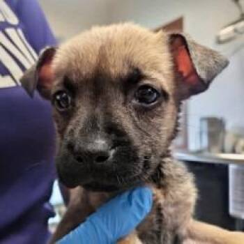 Girly Pop -  American Staffordshire Terrier Dog for Adoption in San Antonio, Texas - Girly Pop | PetCurious