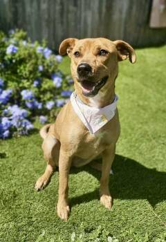 Rescue American Staffordshire Terrier Dogs for Adoption in Mooresville, North Carolina - Shelly | PetCurious