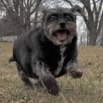 Tibetan Terrier Dogs Available for Adoption - Daisy Mae | PetCurious