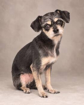 Farrah -  Chihuahua Dog for Adoption in Miami, Florida - Farrah | PetCurious