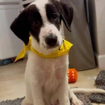 Trixie -  Anatolian Shepherd Dog for Adoption in Clearwater, Florida - Trixie | PetCurious