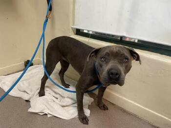 Rescue Pit Bull Terrier Dogs for Adoption in Pasadena, California - A524466 | PetCurious
