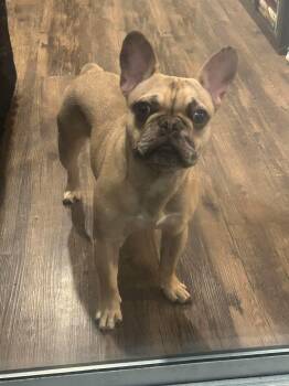 Remy -  French Bulldog Dog for Adoption - Remy | PetCurious