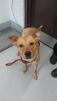 Carolina Dog Dogs Available for Adoption in Corpus Christi, Texas - BUFFY | PetCurious