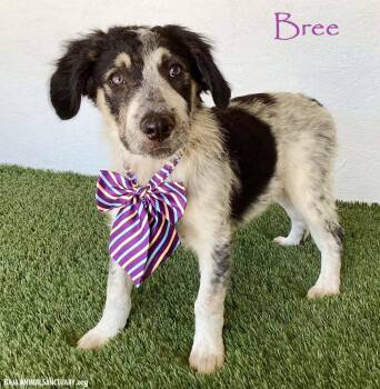 Bree -  Australian Shepherd Dog for Adoption in San Diego, California - Bree | PetCurious