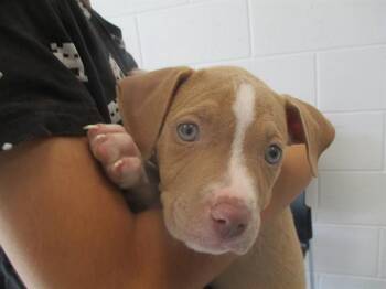 A384468 -  Staffordshire Bull Terrier Dog for Adoption in Ocala, Florida - A384468 | PetCurious