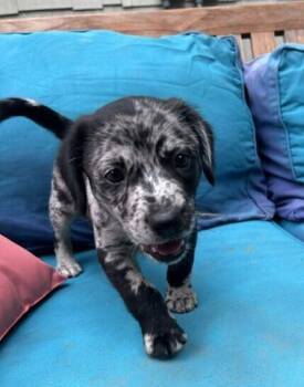 Baby Zydeco -  Spaniel Dog for Adoption in Washington, District Of Columbia - Baby Zydeco | PetCurious